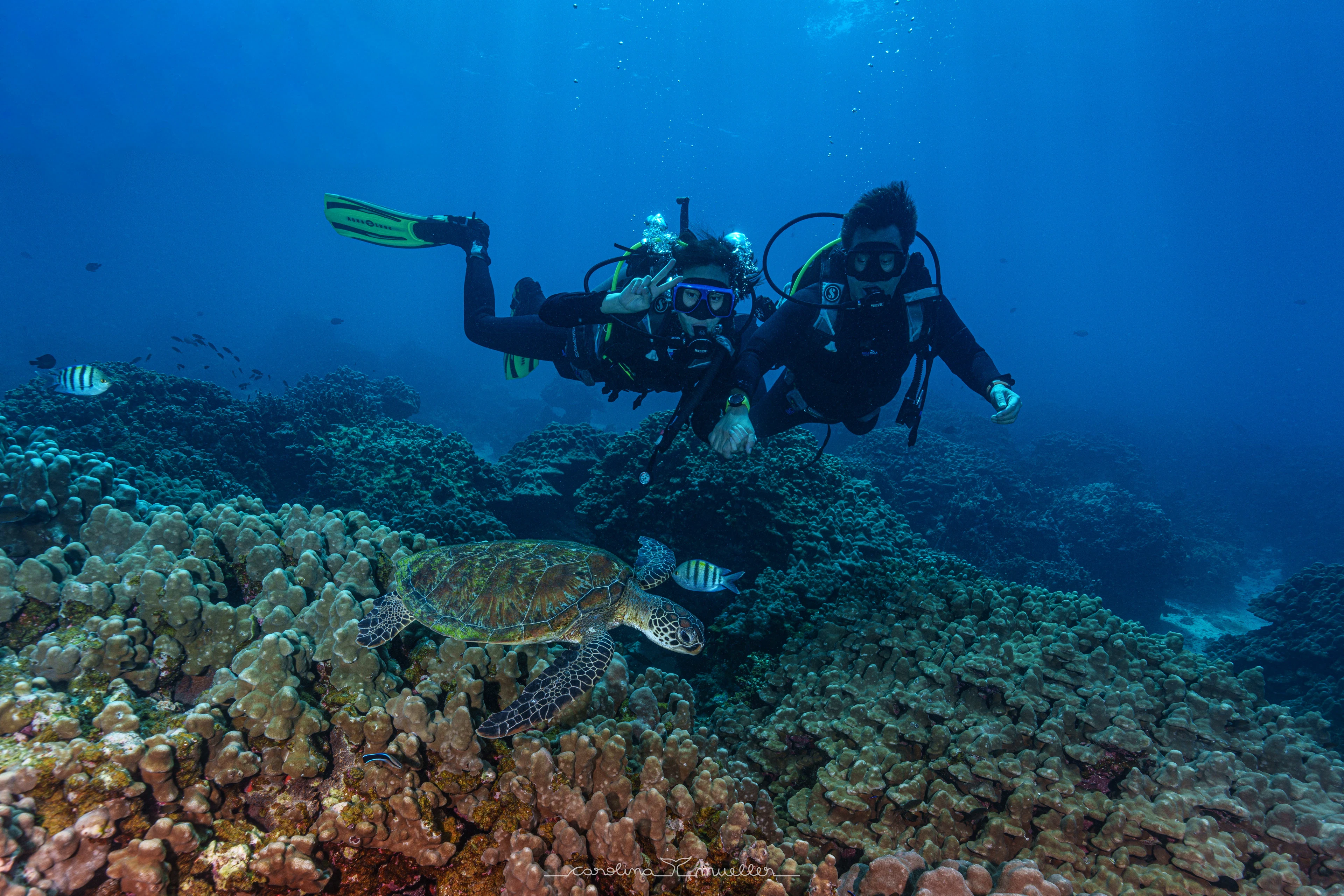 Two divers over the reef with a green turtle below