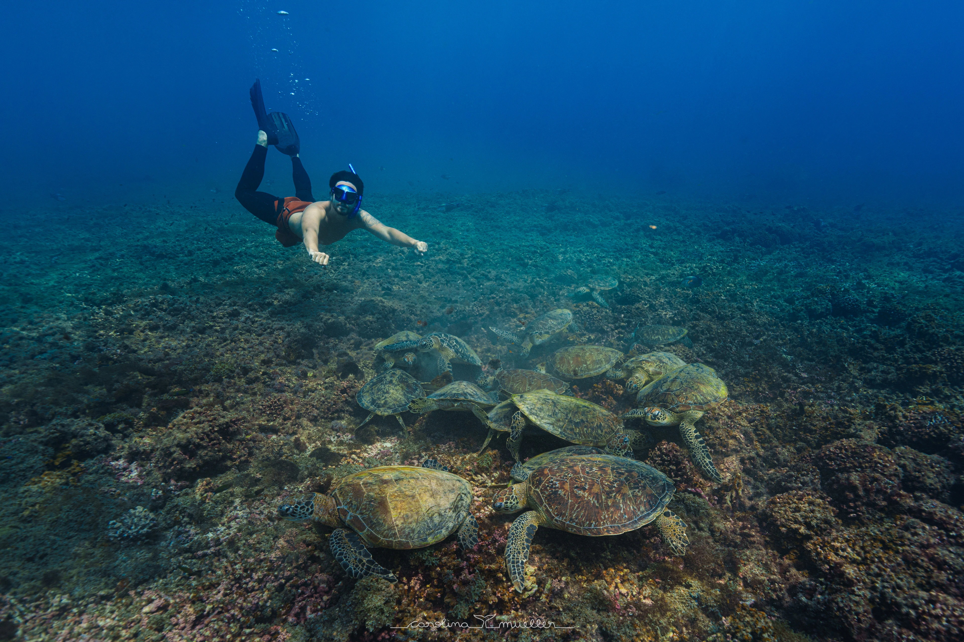 Snorkeler diving down towards green turtles