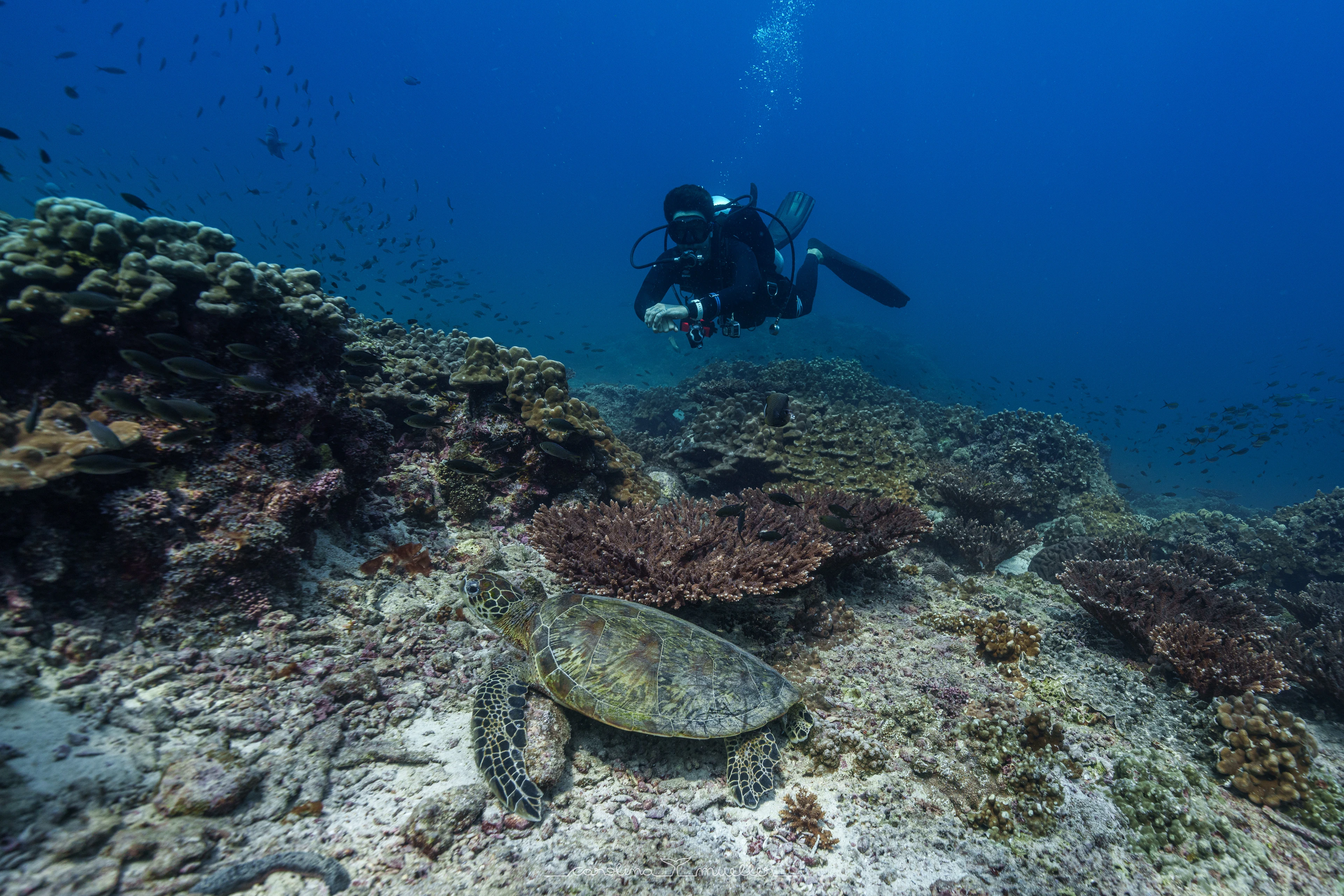 Diver photographing a green sea turtle off the Daymaniyat Islands