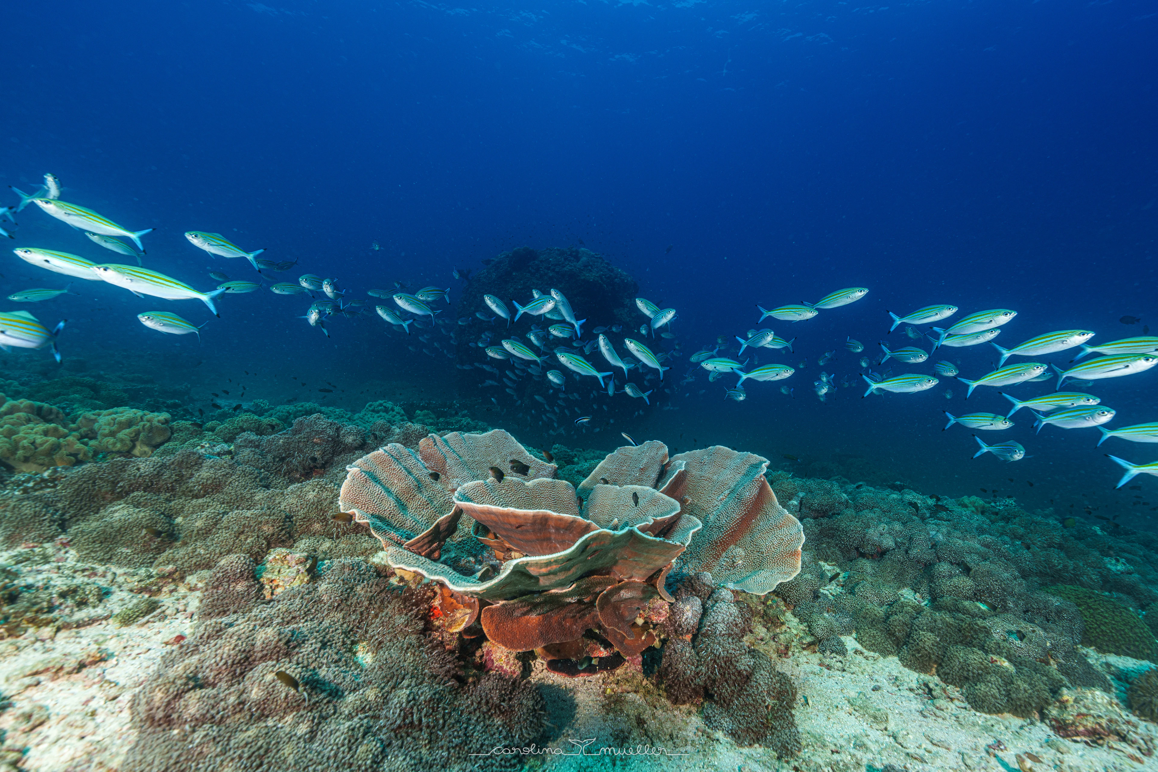 School of fish over a table coral near Muscat
