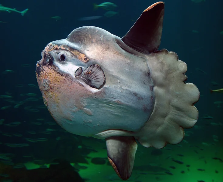 An ocean sunfish - the inspiration behind the name of MolaMola Diving Center in Muscat, Oman