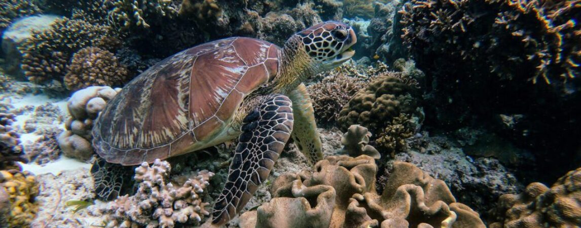 Snorkeling and Boat Trips to the Turtle Bay Oman Cover