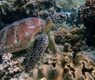 Snorkeling and Boat Trips to the Turtle Bay Oman Cover