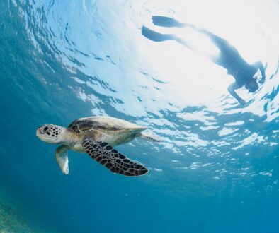 Experience the joy of snorkeling with turtles in the beautiful waters of Oman.